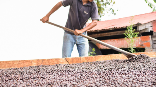 Jam Session 🍒 - Anaerobic Natural - Pacamara