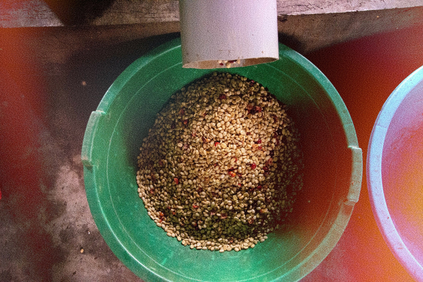 Tea Time 🍵 - Yeast Inoculated - Nyasaland, SL14, and SL28