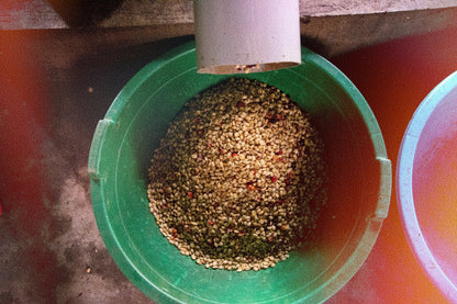 Tea Time 🍵 - Yeast Inoculated - Nyasaland, SL14, and SL28