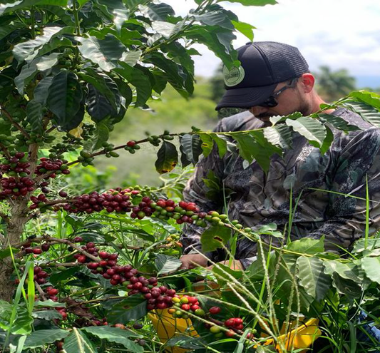 Sunday Morning 🥧 - Honey Cinnamon - Caturra