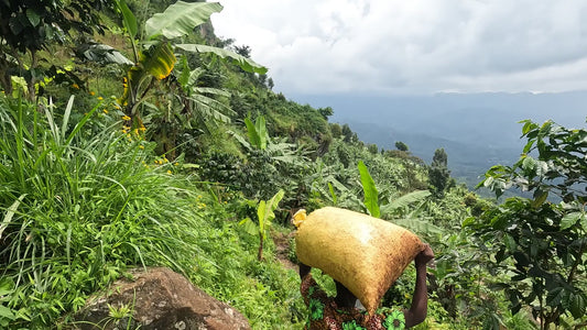 Tea Time 🍵 - Yeast Inoculated - Nyasaland, SL14, and SL28